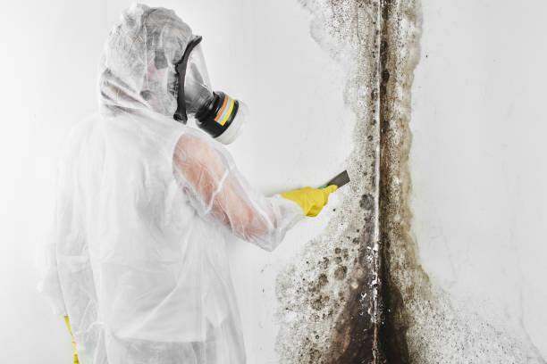 Best Black Mold Removal  in Harb, OR