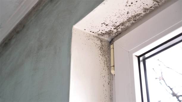 Best Same-Day Mold Removal  in Harb, OR