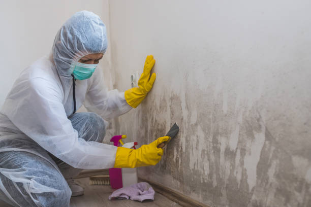 Best Certified Mold Removal  in Harb, OR