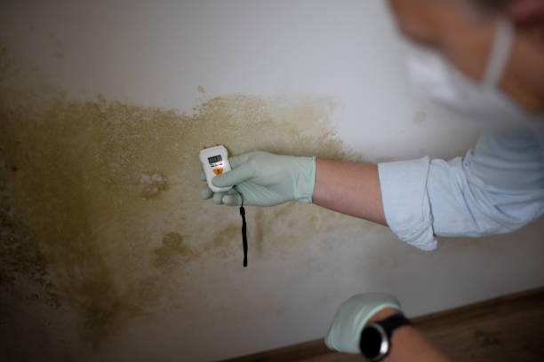 Best Mold Damage Repair  in Harb, OR