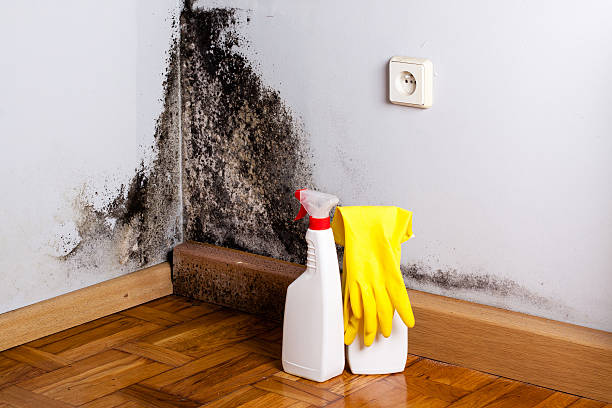 Best Commercial Mold Removal  in Harb, OR