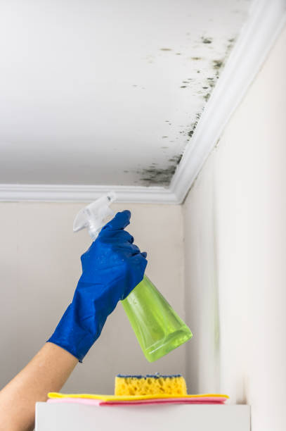 Best Home Mold Removal  in Harb, OR