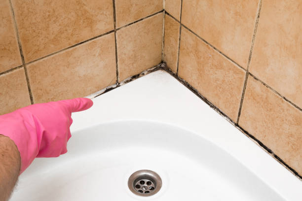 Best Residential Mold Removal  in Harb, OR