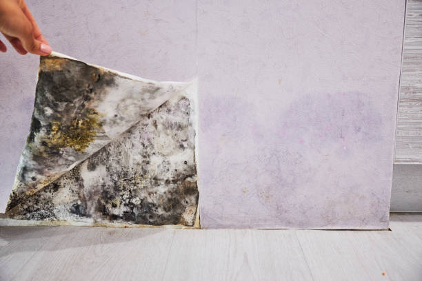 Best Professional Mold Removal  in Harb, OR